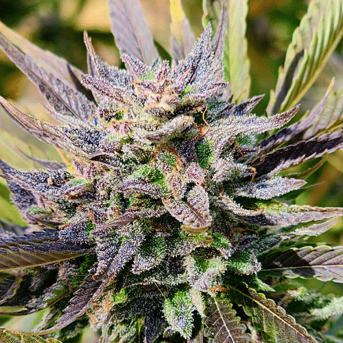 Jack Herer x Black Domina