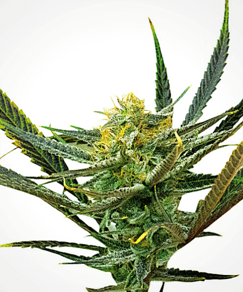 Lemon Haze Diesel Seeds