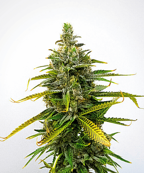 Hawaii Maui Waui / Maui Waui Seeds