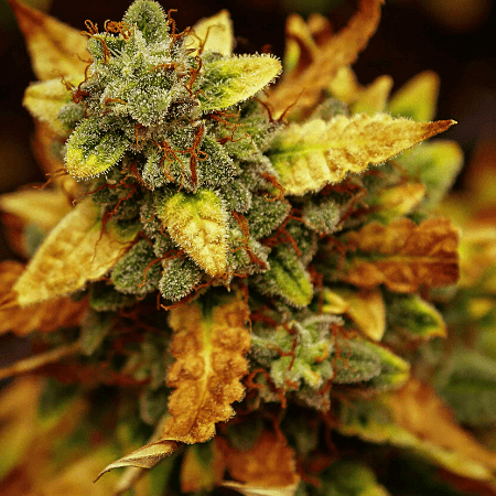 Mazar Regular Seeds