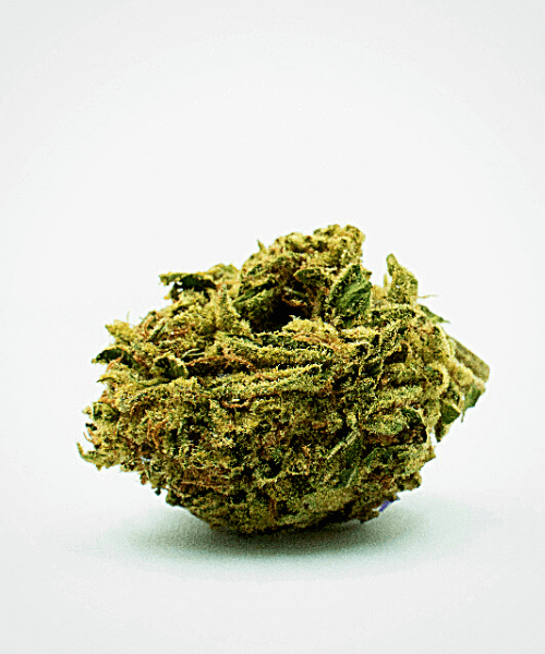 Northern Critical Seeds