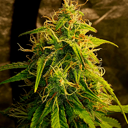 Northern Lights Regular Seeds