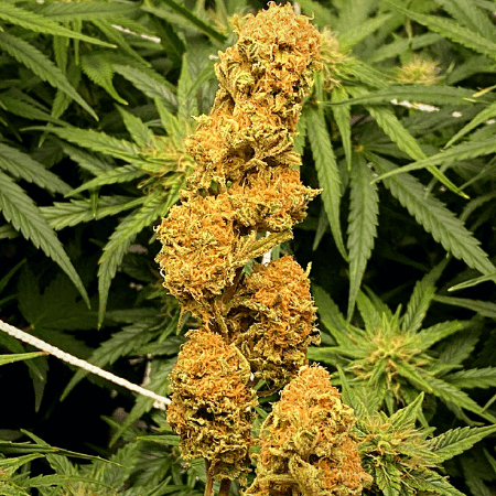 Northern Lights x Do-Si-Dos Seeds