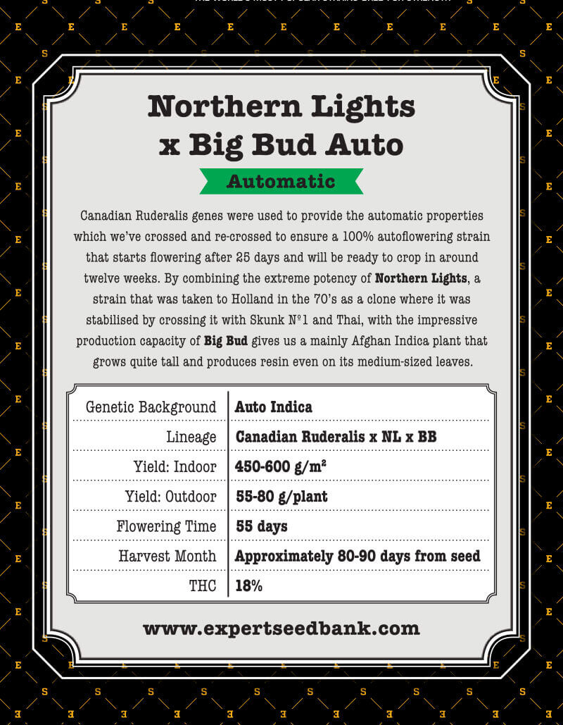Northern Lights x Big Bud Auto Seeds - Image 3