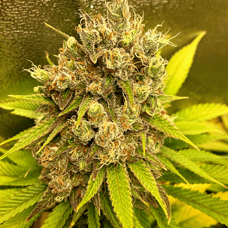 Oregon Underdawg Seeds