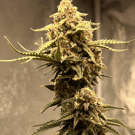 Platinum Cookies Seeds