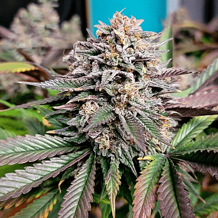 Purple Urkle Seeds