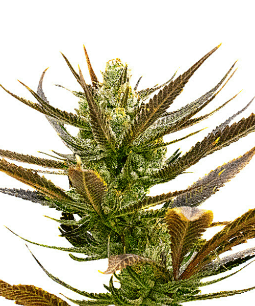 Shiskaberry Seeds
