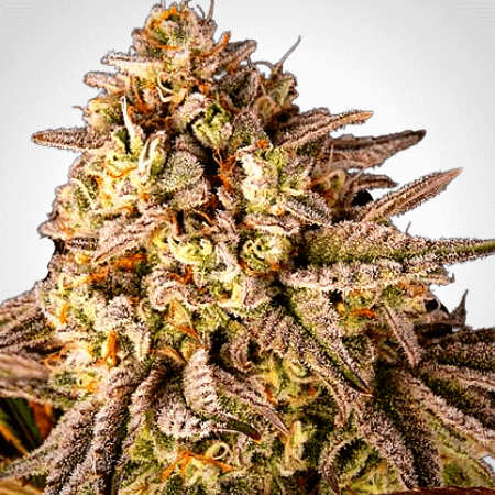 Sunset Sherbet Seeds