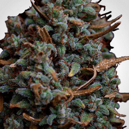 Super Lemon Haze Auto Seeds