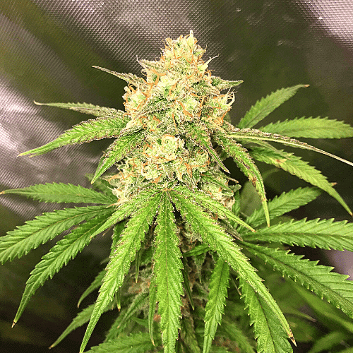 Wedding Cake x Forbiddent Fruit