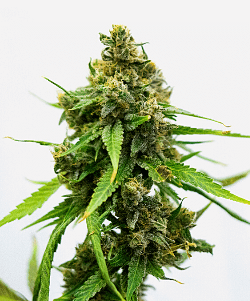 White Russian Seeds