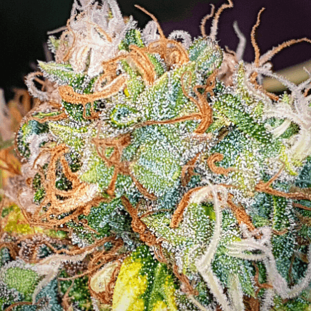 White Widow Regular Seeds