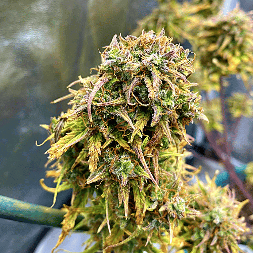 White Widow x N. L.