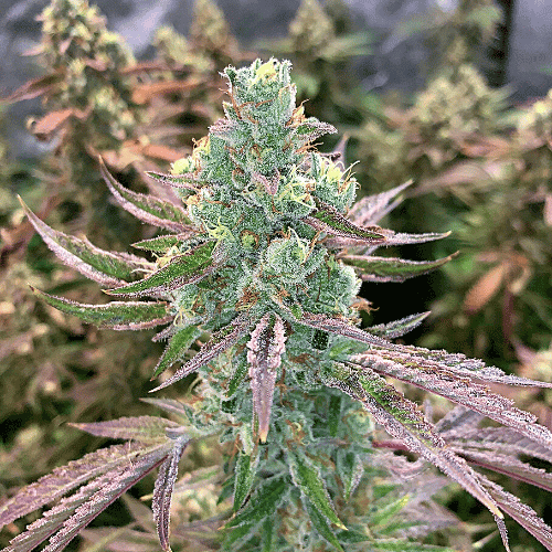 Yumbolt Banana