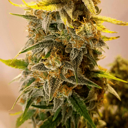Zkitllez Auto Seeds