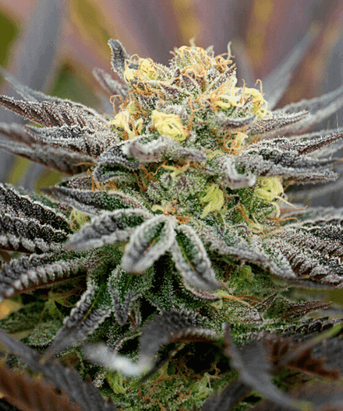 Black Widow Seeds