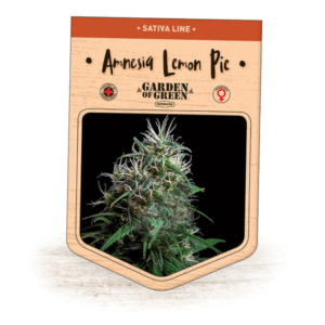 Amnesia Lemon Pie Seeds
