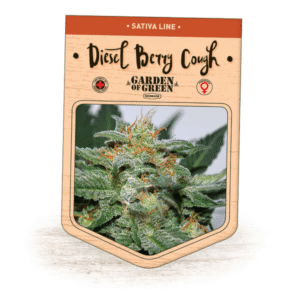 Diesel Berry Cough Seeds