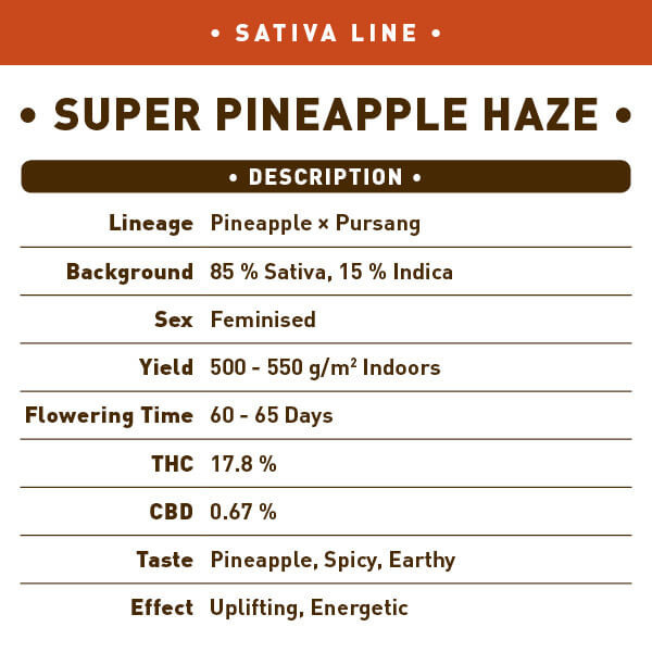 Super Pineapple Haze Seeds - Image 2