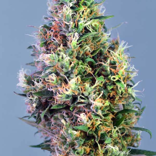 Super Pineapple Haze Seeds - Image 3
