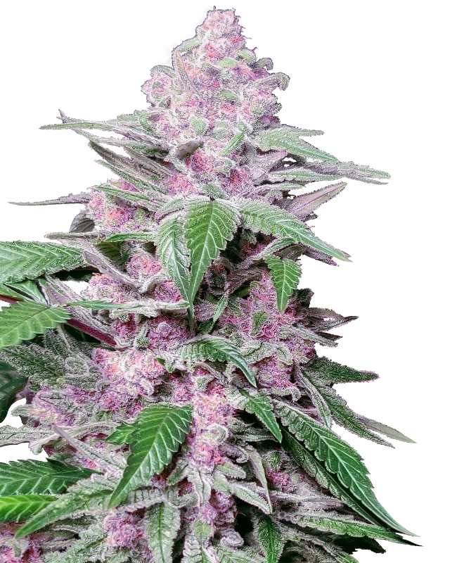 Purple Cookie Kush Feminized Seeds