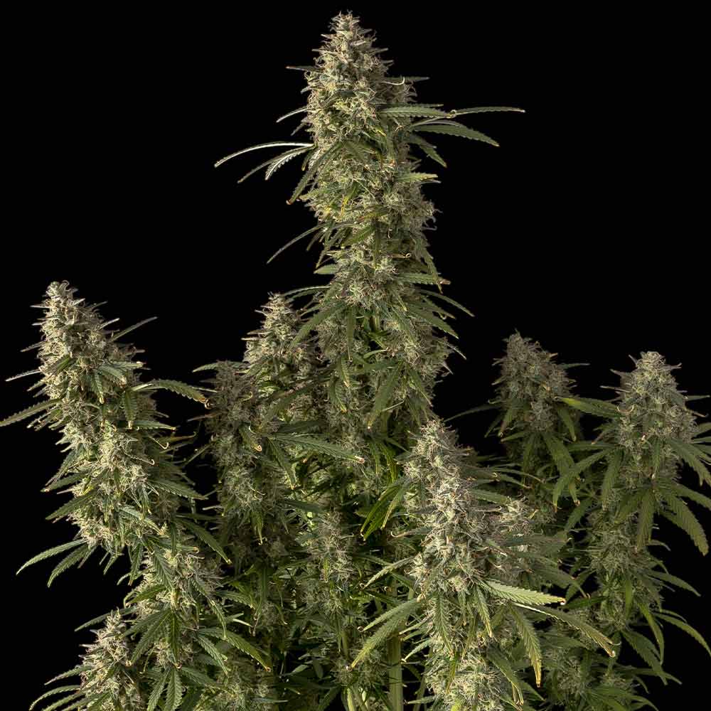 Pineapple OG Auto Feminised Seeds