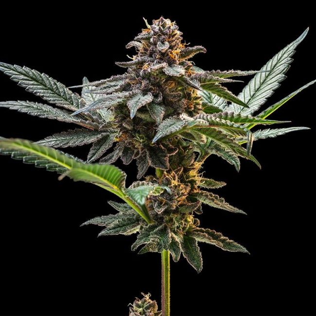 Jelly Cake Feminised Seeds