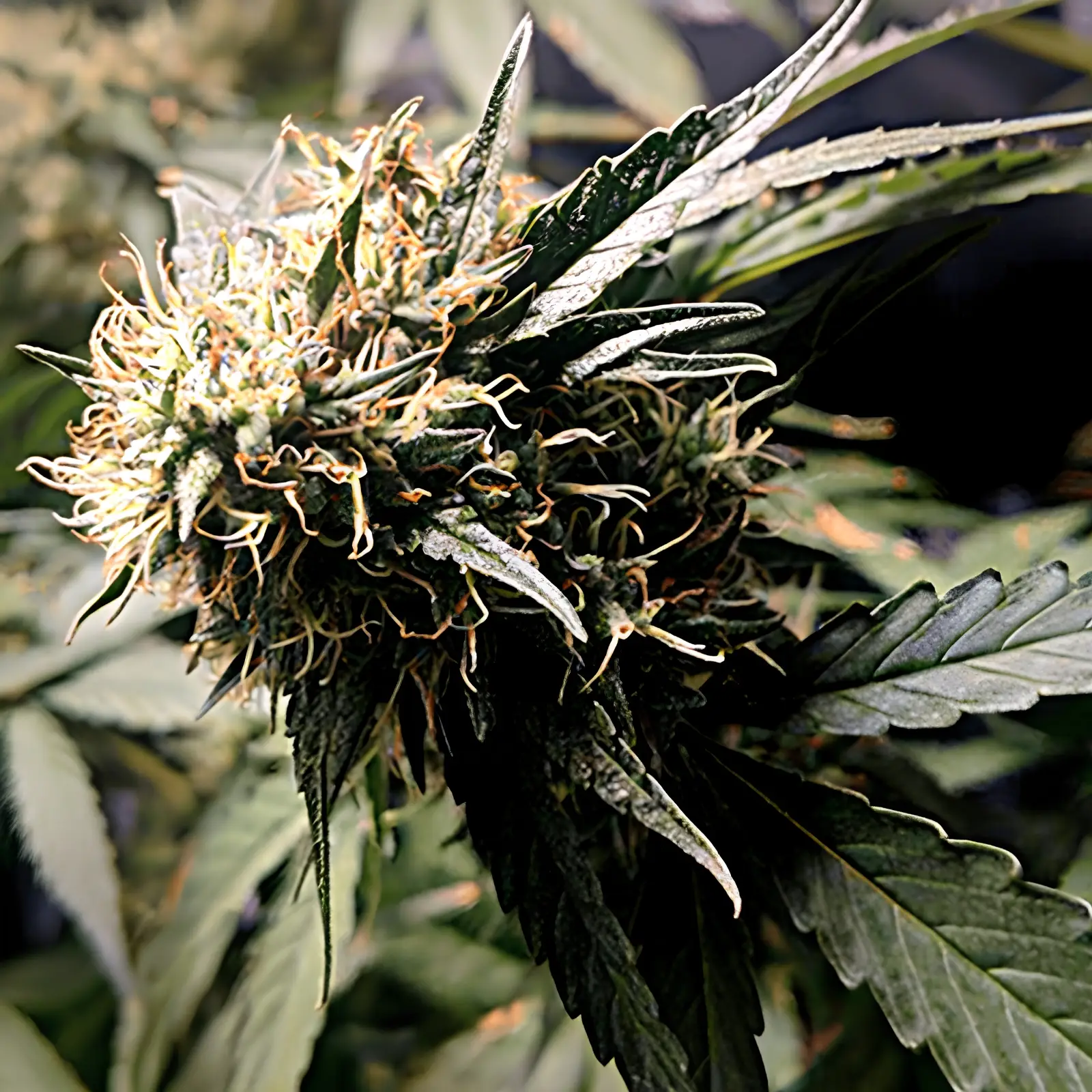 Indica Cannabis Seeds