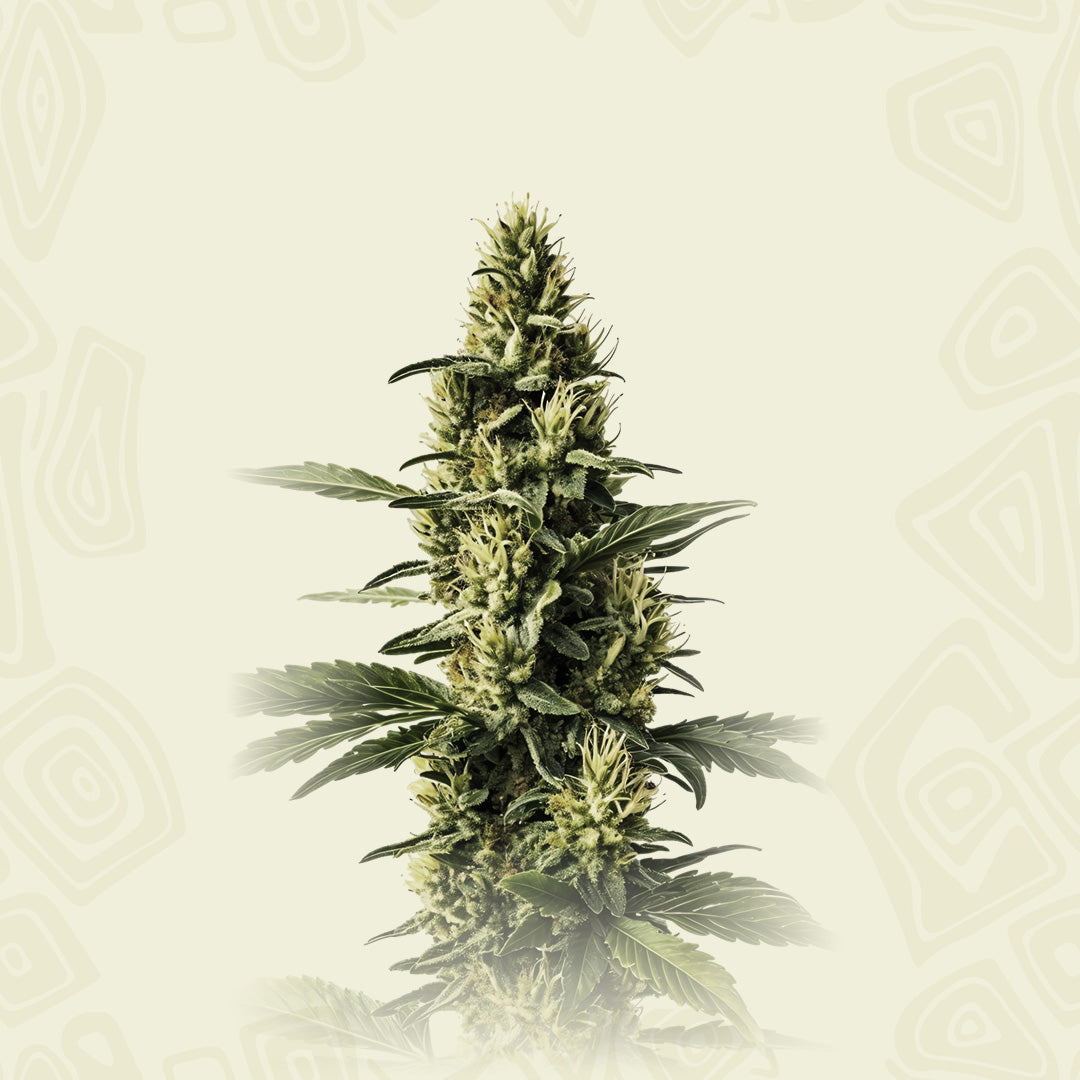 Amnesia Lemon