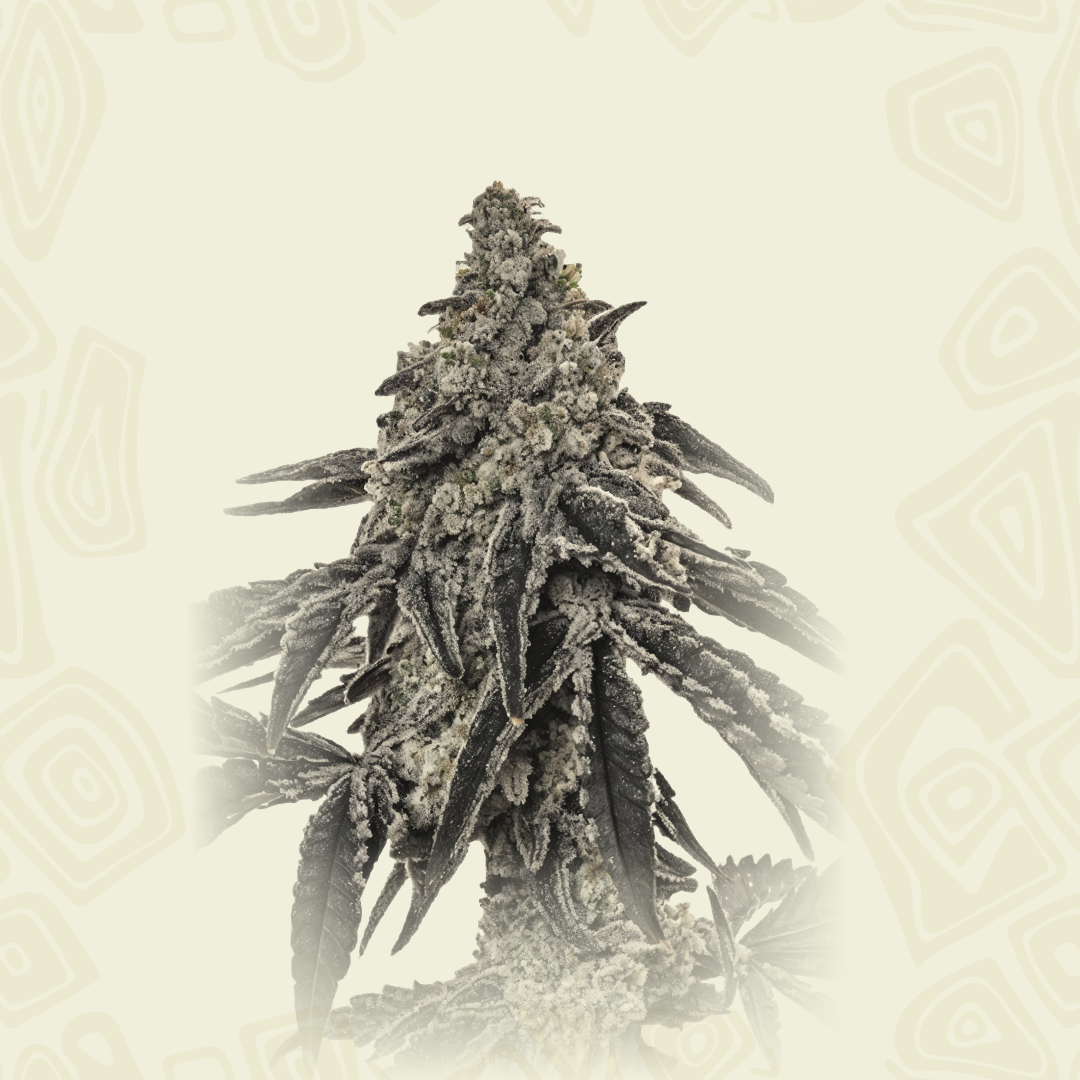 Auto Tropicanan Cookies