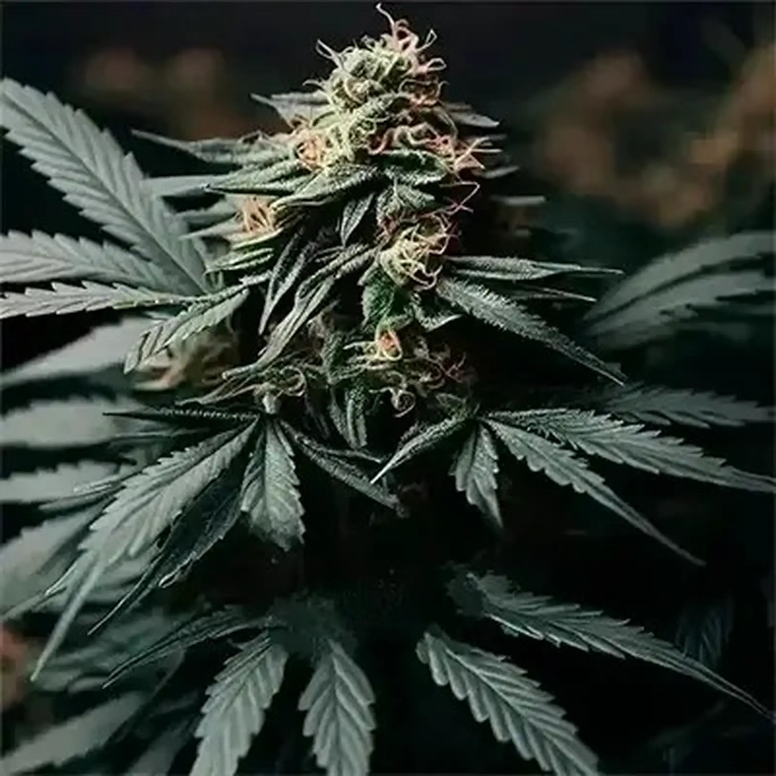 Autoflowering Cannabis Seeds