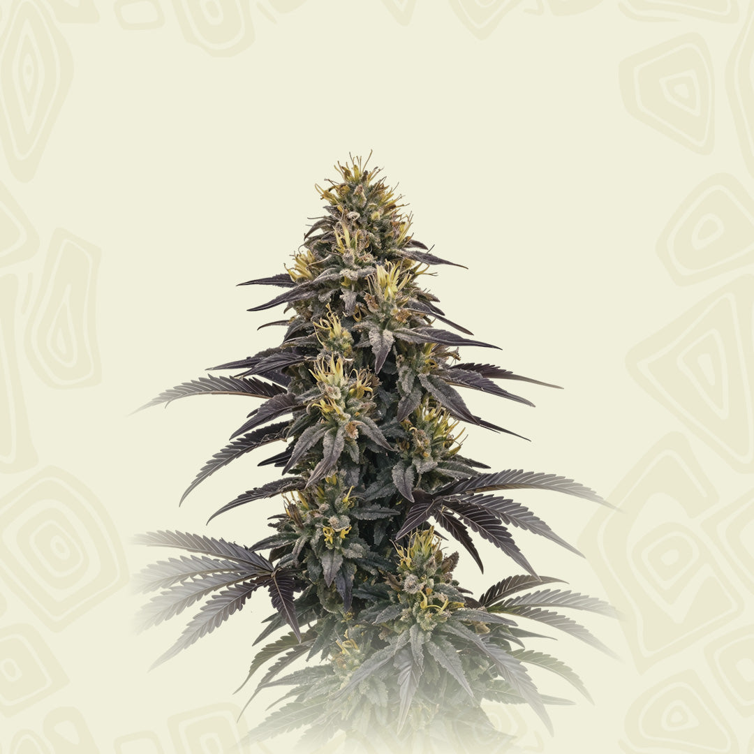 Blue Dream