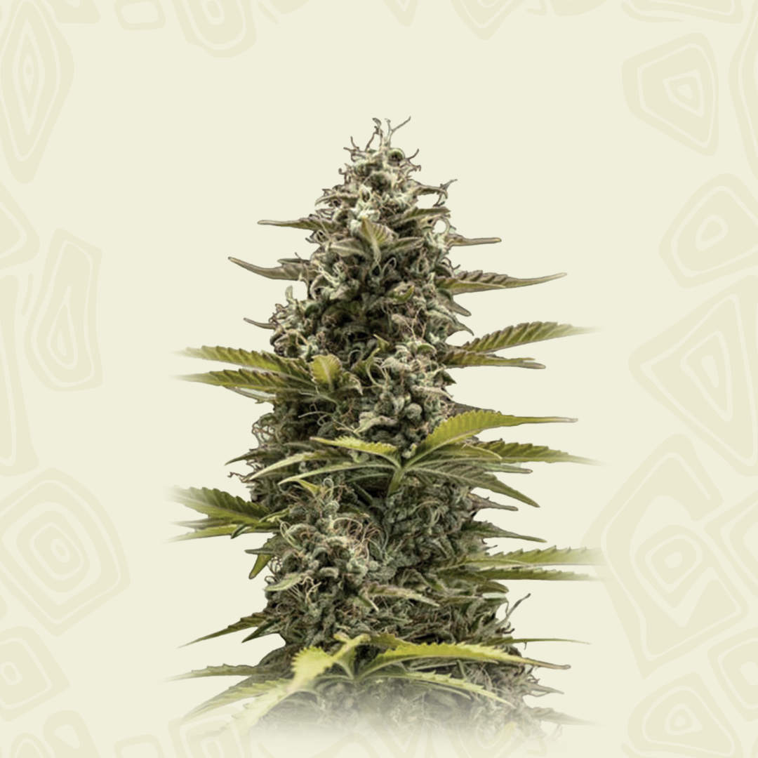 F1 Hybrid