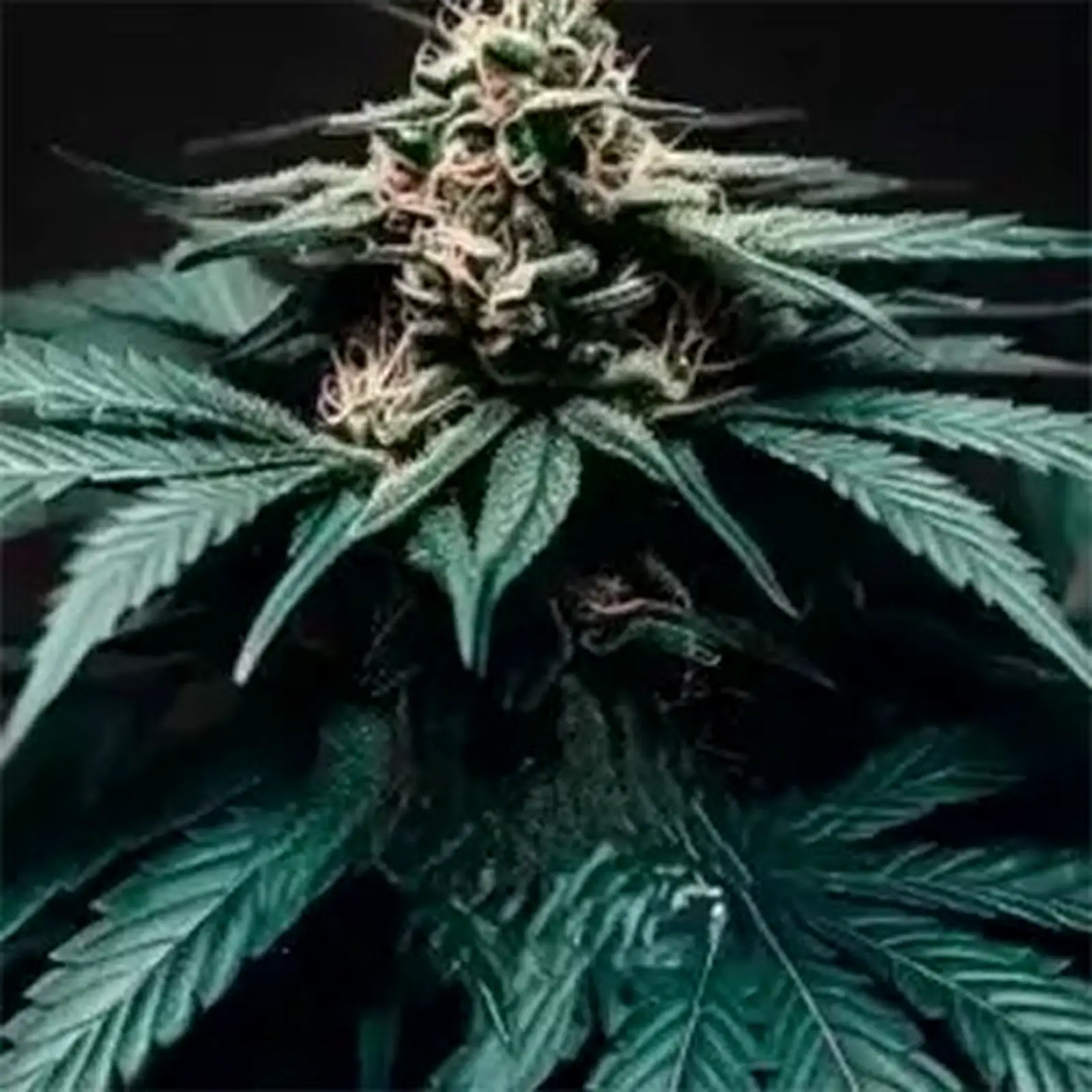 F1 Auto Seeds