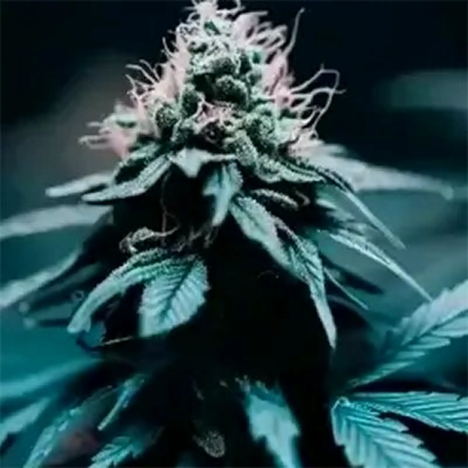 F1 Feminized Seeds