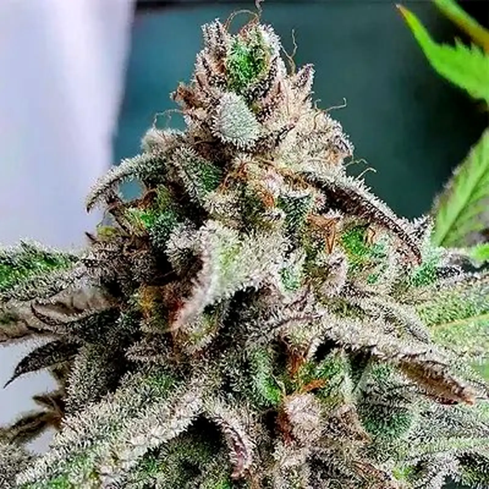Feminised Cannabis Seeds