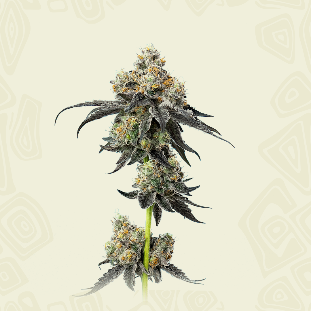 Gelato