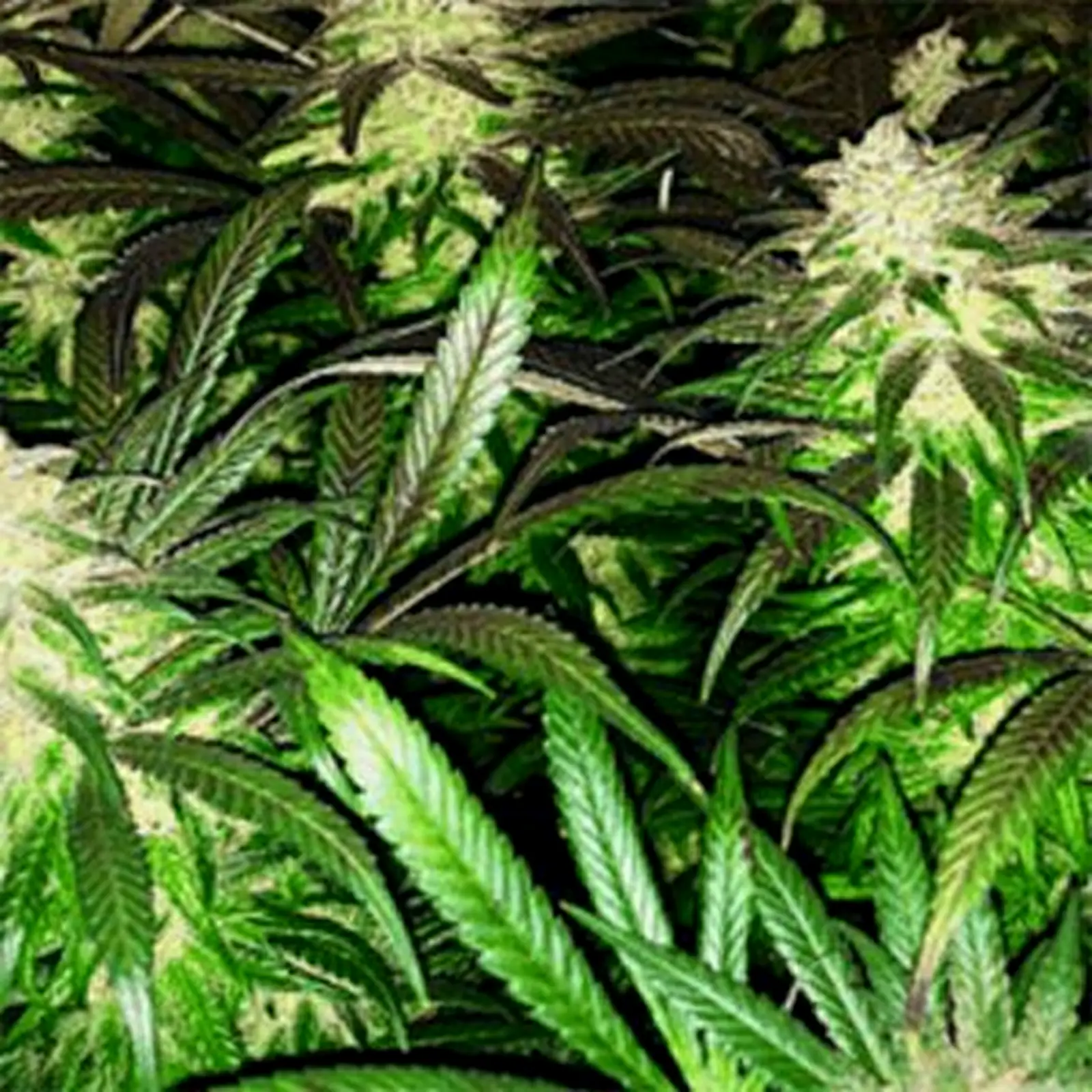 High CBD Cannabis Seeds