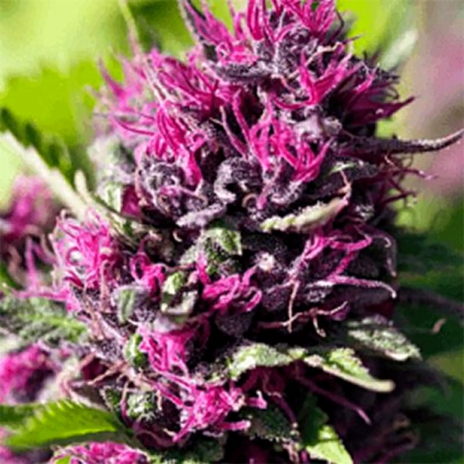 High THC Cannabis Seeds