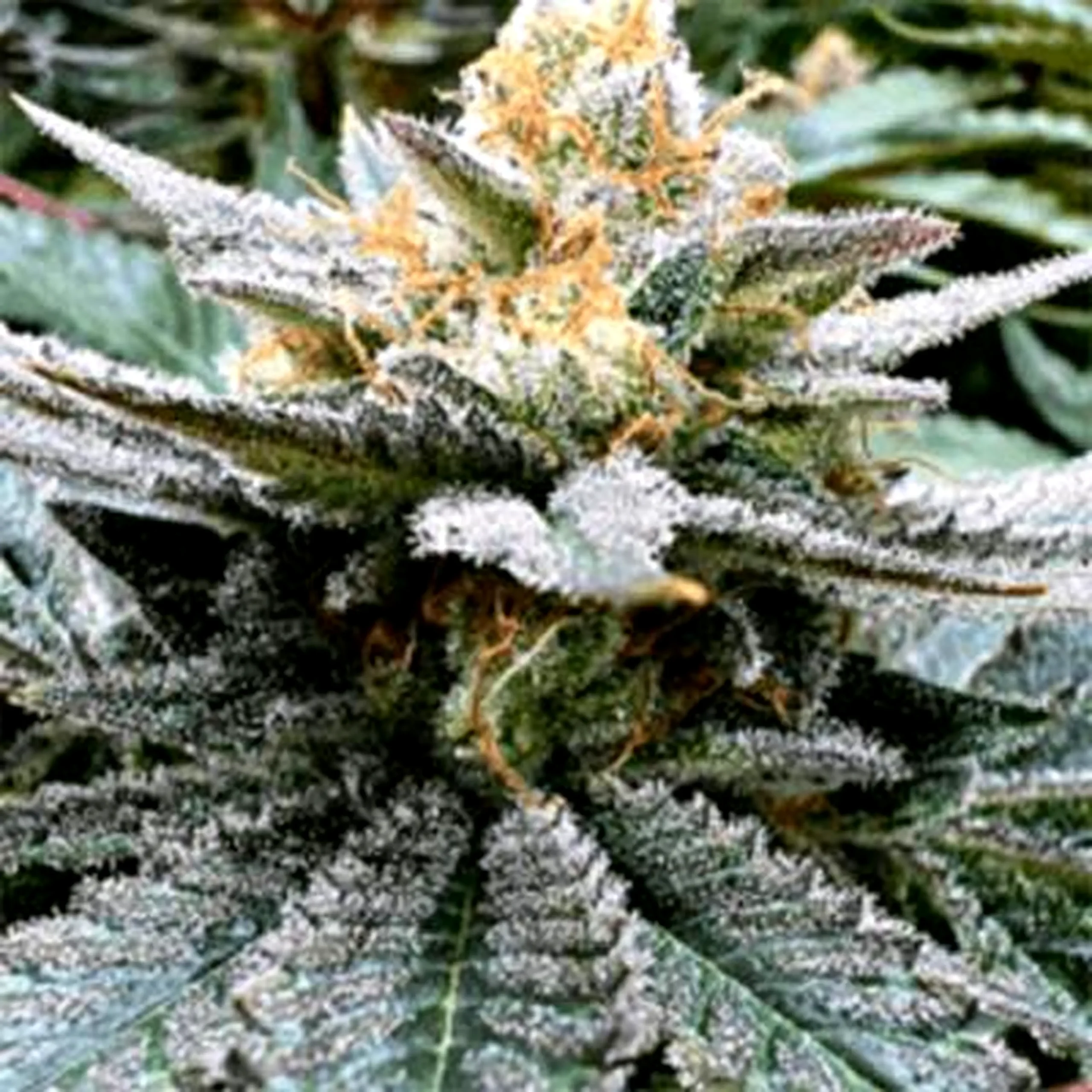 Kush Cannabis seeds