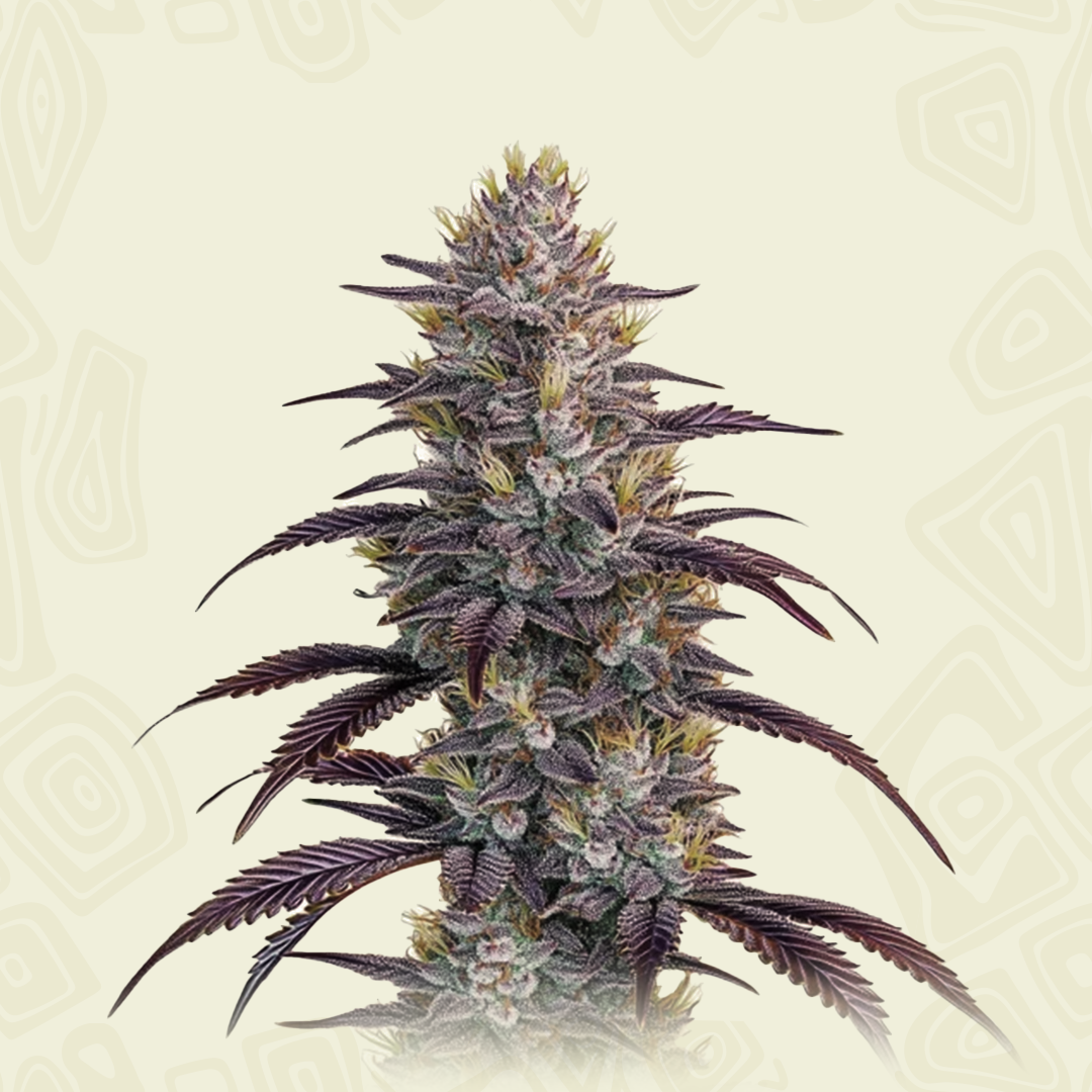 Mimosa