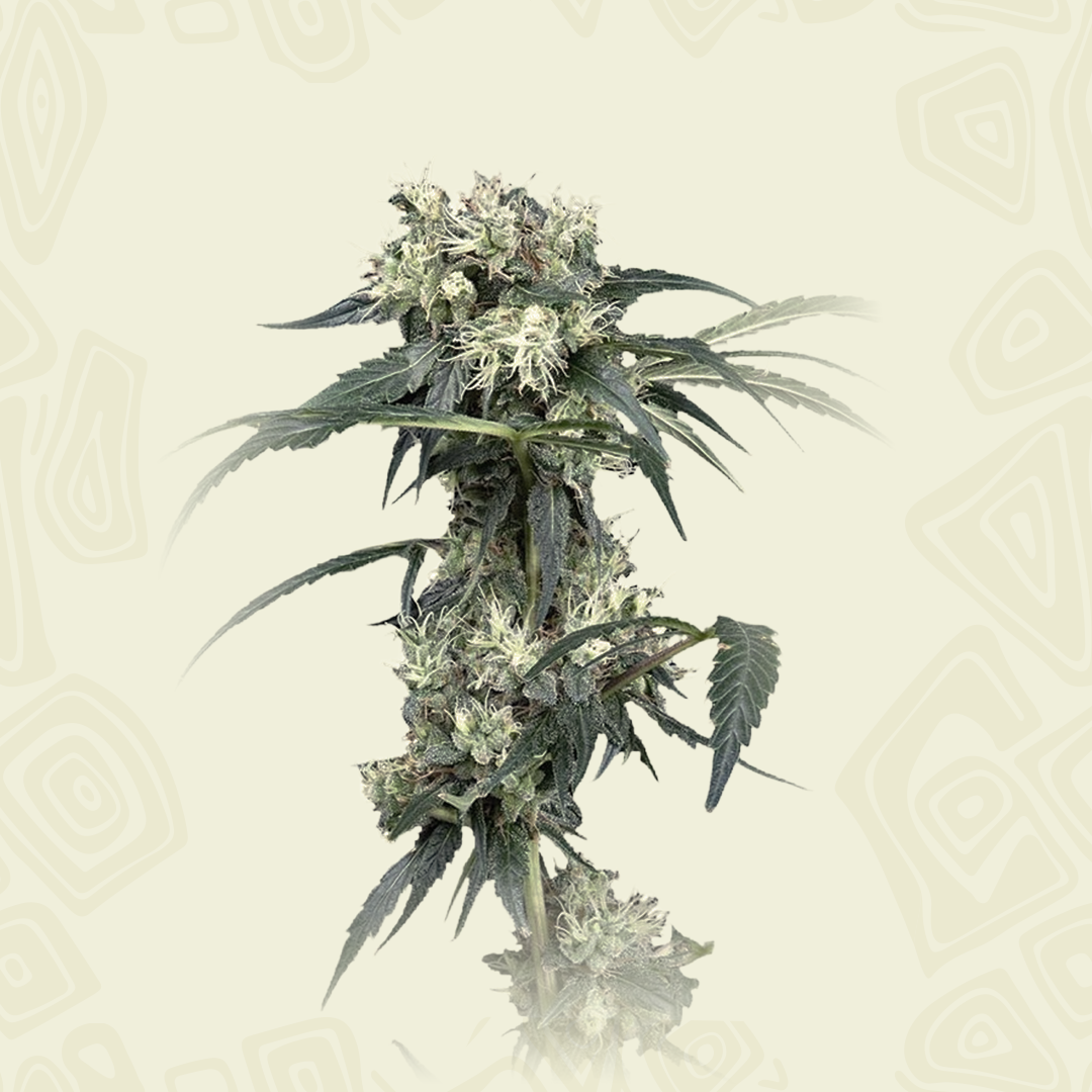Nl5 Haze