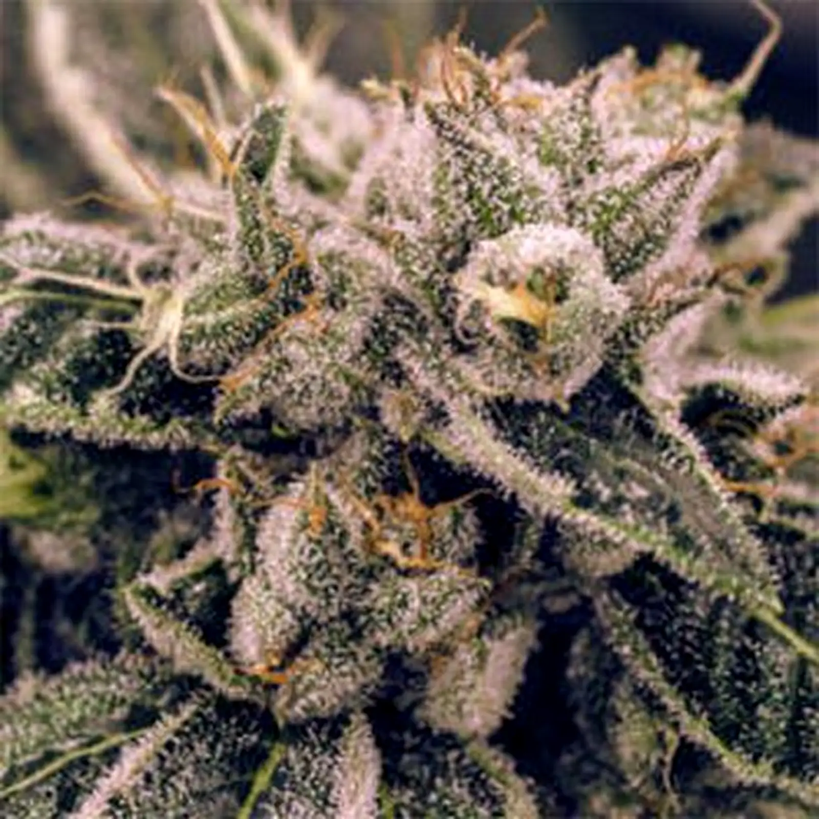 Outdoor Cannabis Seeds