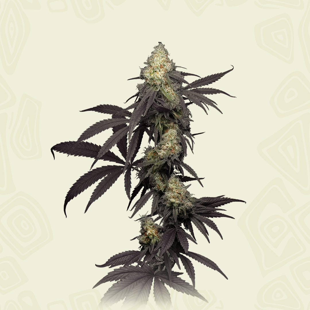Poison Runtz Autoflower - Mavericks Genetics
