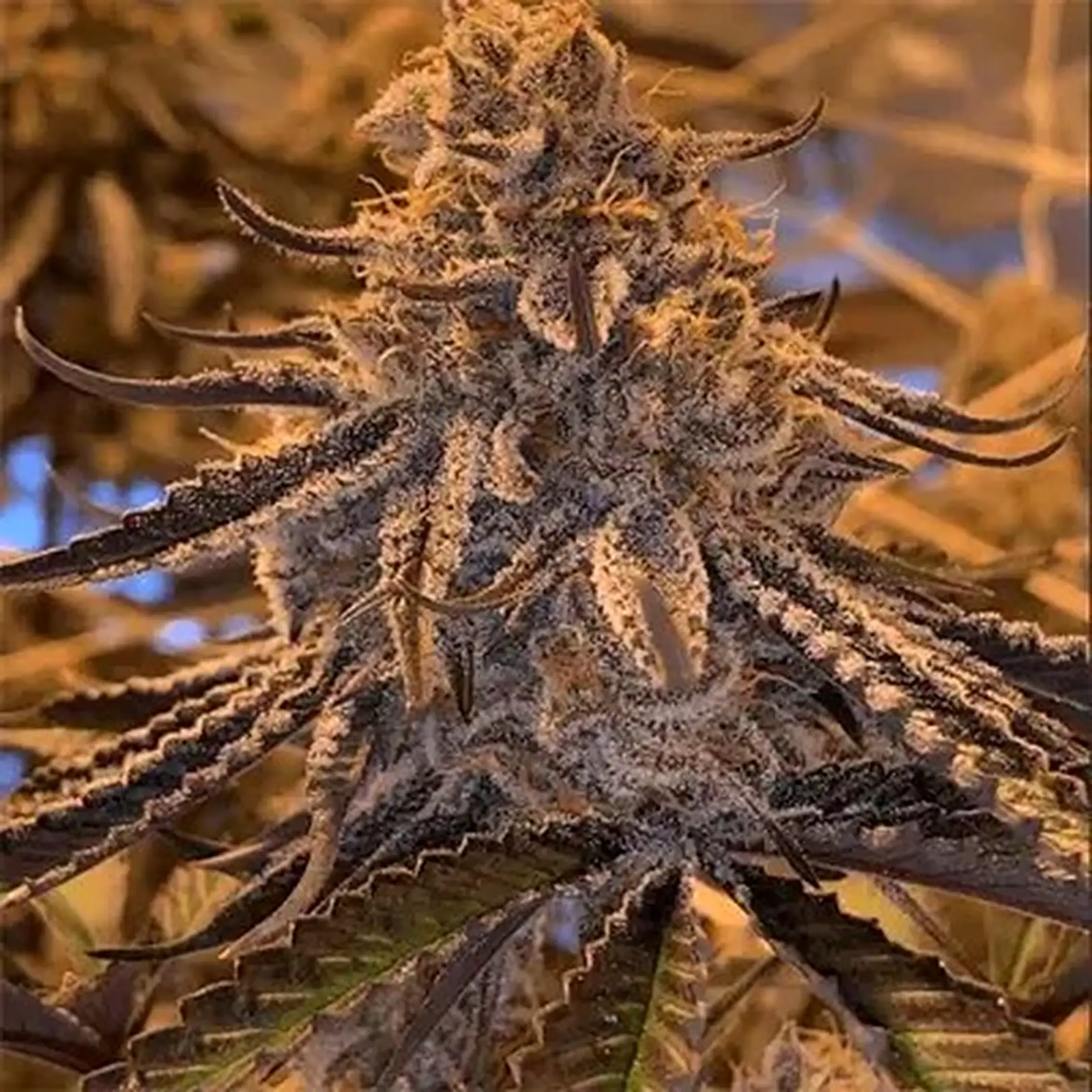 Purple Cannabis Seeds