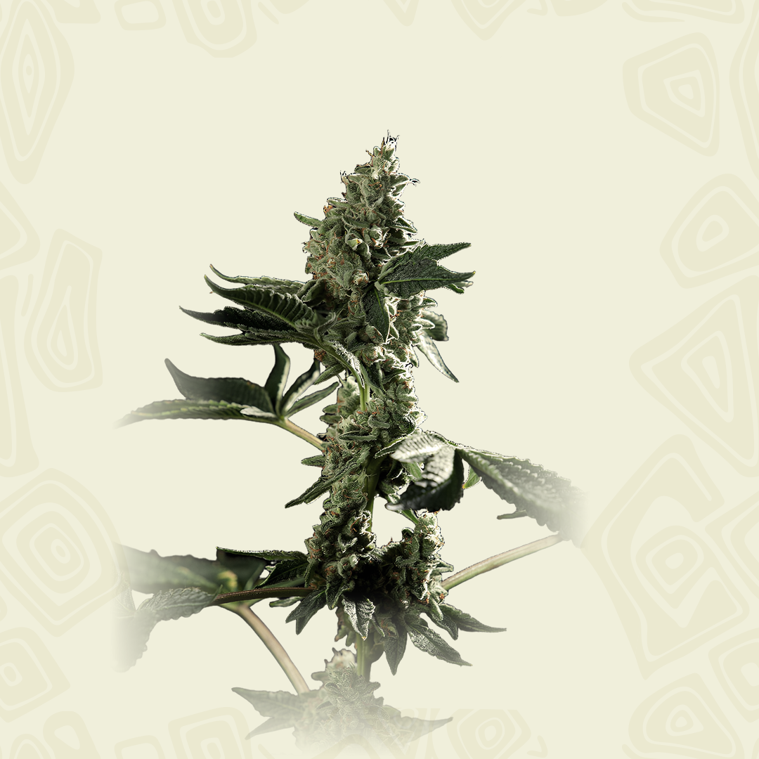 San Fernando Valley Auto