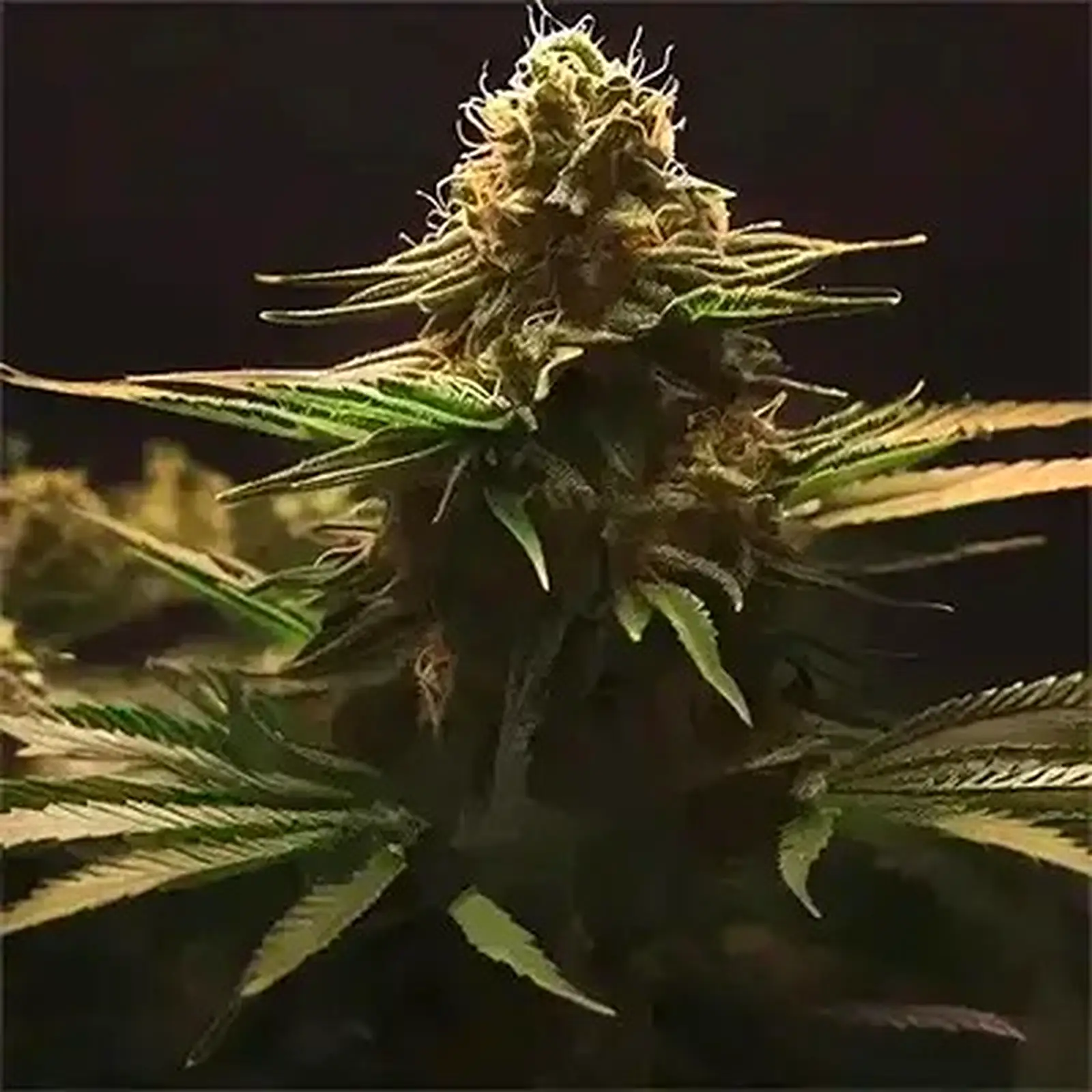 Sativa Cannabis Seeds