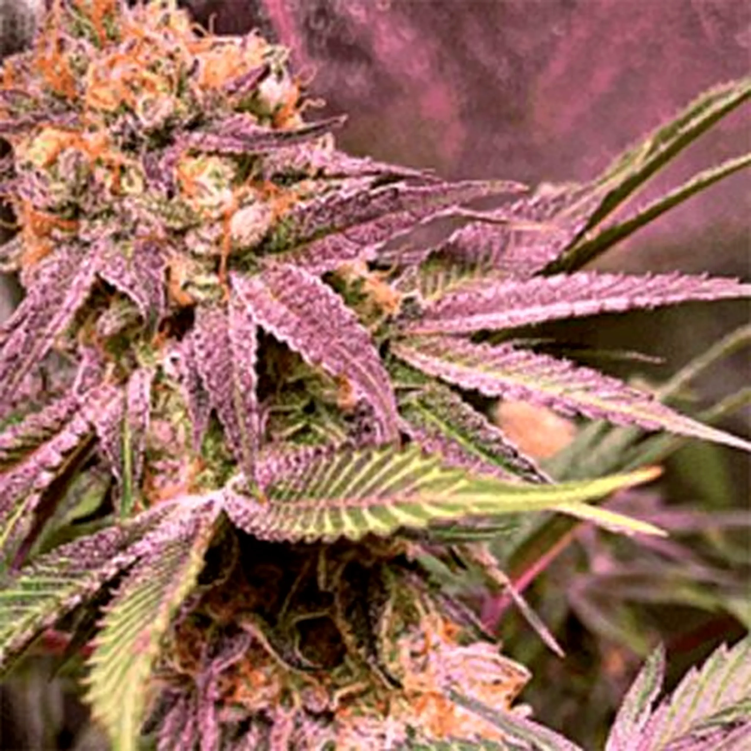 Skunk cannabis seeds