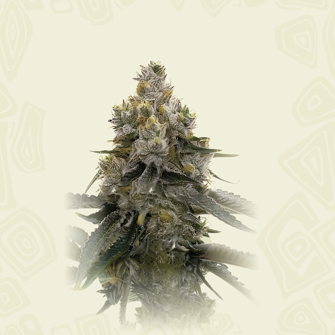 Therapy Cbd